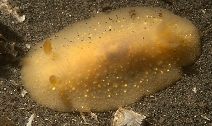 cadlina modesta